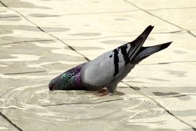 Dove Cooling Drink