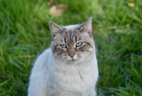 Cat Pussy With Blue Eyes