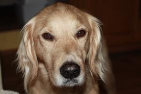 a cute dog with a black nose view