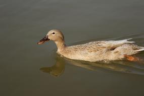 Mallard Female Duck