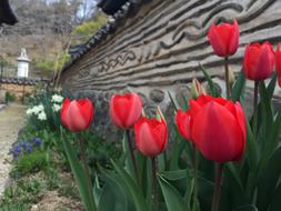 red tulips by the garden