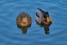Ducks Drake Duck