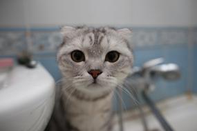 Cat Muzzle Mustachioed