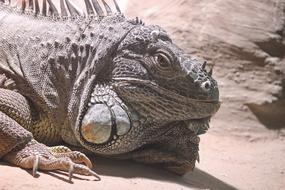Iguana Green