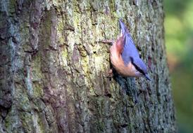 Kleiber Bird Tree Runner