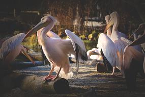 Pelikan Bird Bill