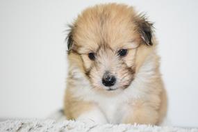 Puppy Dog Pup