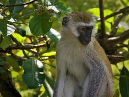 African Monkey in the forest