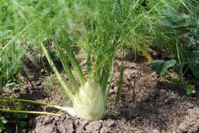 growing vegetable in the garden