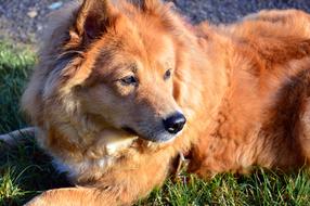 Ginger fluffy dog on the street