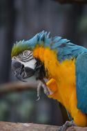 Macaw Bird Parrot