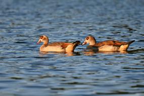 Egyptian Goose Duck Water Bird