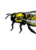honey bee insect bee