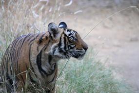 Tiger India Wild