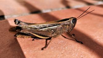 Insect Grasshopper Nature