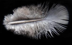 Feather Bird Plumage