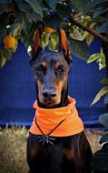 Halloween Doberman Dog