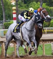 Horses Race Horse Racing