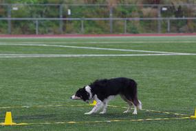 Border Collie Obedience Stay