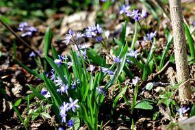 Spring Bee Wild