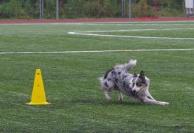 Border Collie Obedience