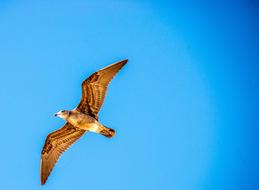 Seagull Bird