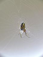 Macro Insect Web