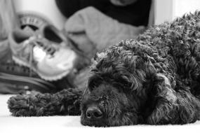 Sad Dog Pout