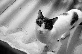 Cat Ceiling Escape