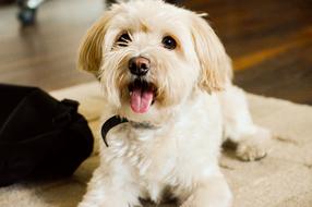 Dog Handsome Animal