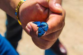 little blue butterfly on the arm