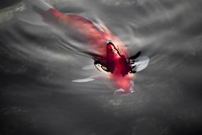 Japan Fish Koi
