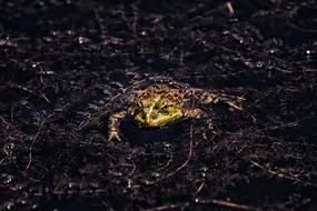 Frog Pond Animal Water