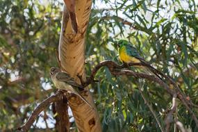 Parrot Red-Rumped