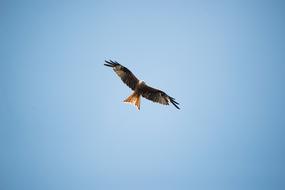 Bird British Eagle