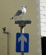 Seagull on One-Way Road Sign