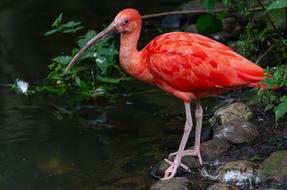 Bird Water Plumage