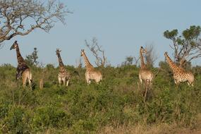 Giraffe Kwazulu Natal Africa South