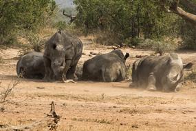 African Rhino Safari