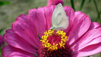 Butterfly Insect Flower