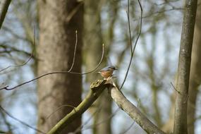 Bird Sunshine Forest