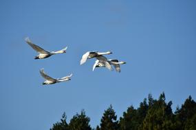 Animal Sky Bird Wild