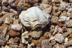 Shell Sea