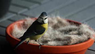 Spring Blue Tit Bird