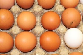 chicken raw eggs in a carton