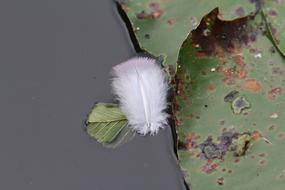 Feather Water Bird Pond