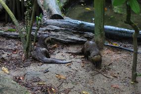 Otter Water Animal