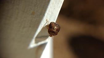 little brown beetles