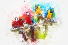 bird parrot feathers art