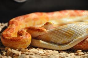 Snakes Corn Reptile